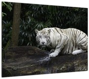 Obraz - Tygrys albinos (70x50 cm)