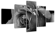 Obraz róży - czarno - biały (125x70 cm)