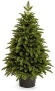 Choinka sztuczna w doniczce PE Jodła Kaukaska 80cm