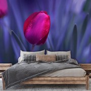 Fototapeta - Tulipan (196x136 cm)