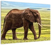 Obraz słonia (70x50 cm)
