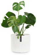 Fox & Fern Hasselt Doniczka
