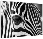 Obraz zebry (70x50 cm)