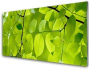 Panel Kuchenny Liście Natura Roślina