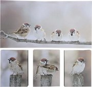 Zestaw obrazów ściennych Wróble na gałęzi, 4 szt.