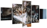 Obraz kota (125x70 cm)