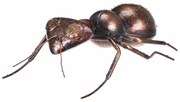 Metalowa dekoracja ogrodowa Ant, 33 x 23 x 10 cm
