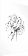 Plakat Rysowane kwiaty 60x90 cm bez ramy z marginesem ARTGEIST B