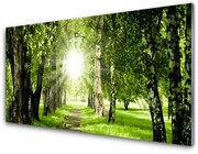 Obraz Akrylowy Las Słońce Ścieżka Natura