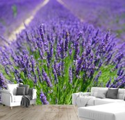 Fototapeta - Lawenda (196x136 cm)