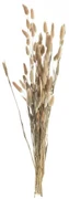Bukiet Dmuszka 60cm beige