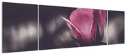 Obraz - Detal kwiatu róży (170x50 cm)