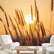 Fototapeta - Łodya żyta (196x136 cm)