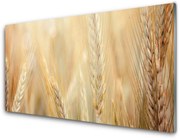 Obraz Akrylowy Pszenica Roślina Natura