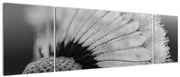 Obraz dmuchawca, czarno - biały (170x50 cm)