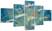 Obraz - Motyl na stokrotce (125x70 cm)
