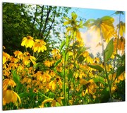 Obraz żółtych kwiatów (70x50 cm)