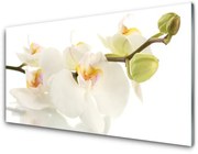Obraz Akrylowy Kwiaty Roślina Natura