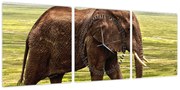 Obraz słonia (z zegarem) (90x30 cm)
