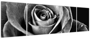 Obraz - Róża, czarno - biały (170x50 cm)