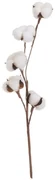 Suszona roślina (wysokość 55 cm) Cotton – Casa Selección