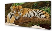 Obraz canvas na ścianę Tygrys na Drzewie