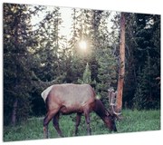 Obraz - Łoś na polanie (70x50 cm)
