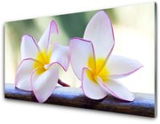 Panel Szklany Kwiaty Płatki Plumeria