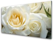 Obraz Akrylowy Róże Kwiaty