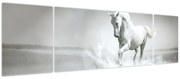 Obraz - Biały koń (170x50 cm)