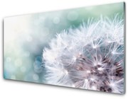 Obraz Akrylowy Mniszek Lekarski Roślina