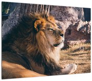 Obraz leżącego lwa (70x50 cm)