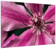 Obraz różowego kwiatu powojnika (70x50 cm)