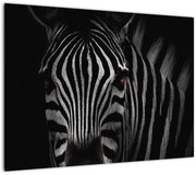 Obraz zebry (70x50 cm)