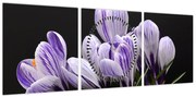 Obraz - Fioletowe krokusy (z zegarem) (90x30 cm)