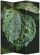 Parawan - Krople na liściu (126x170 cm)