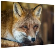 Obraz lisa (70x50 cm)