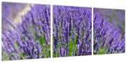 Obraz - lawenda (z zegarem) (90x30 cm)