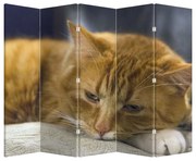 Parawan - Kot (210x170 cm)