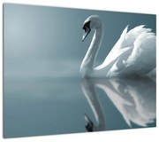 Obraz - Biały łabędź (70x50 cm)