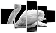 Obraz czarno - białego łabędzia (125x70 cm)