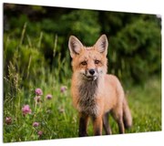 Obraz lisa (70x50 cm)