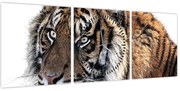 Obraz tygrysa (z zegarem) (90x30 cm)