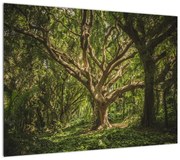 Obraz na szkle drzewa (70x50 cm)