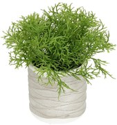 Asparagus w doniczce 16cm