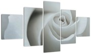 Obraz - Biała róża (125x70 cm)