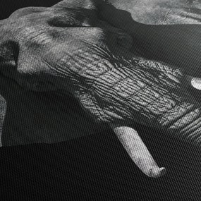 Obraz - Słoń na czarnym tle (170x50 cm)