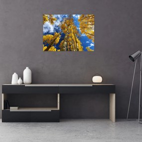 Obraz - Aspen (70x50 cm)