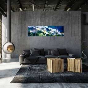Obraz stokrotek (170x50 cm)