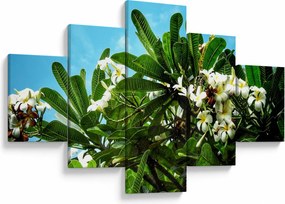 Obraz - Plumeria (125x70 cm)
